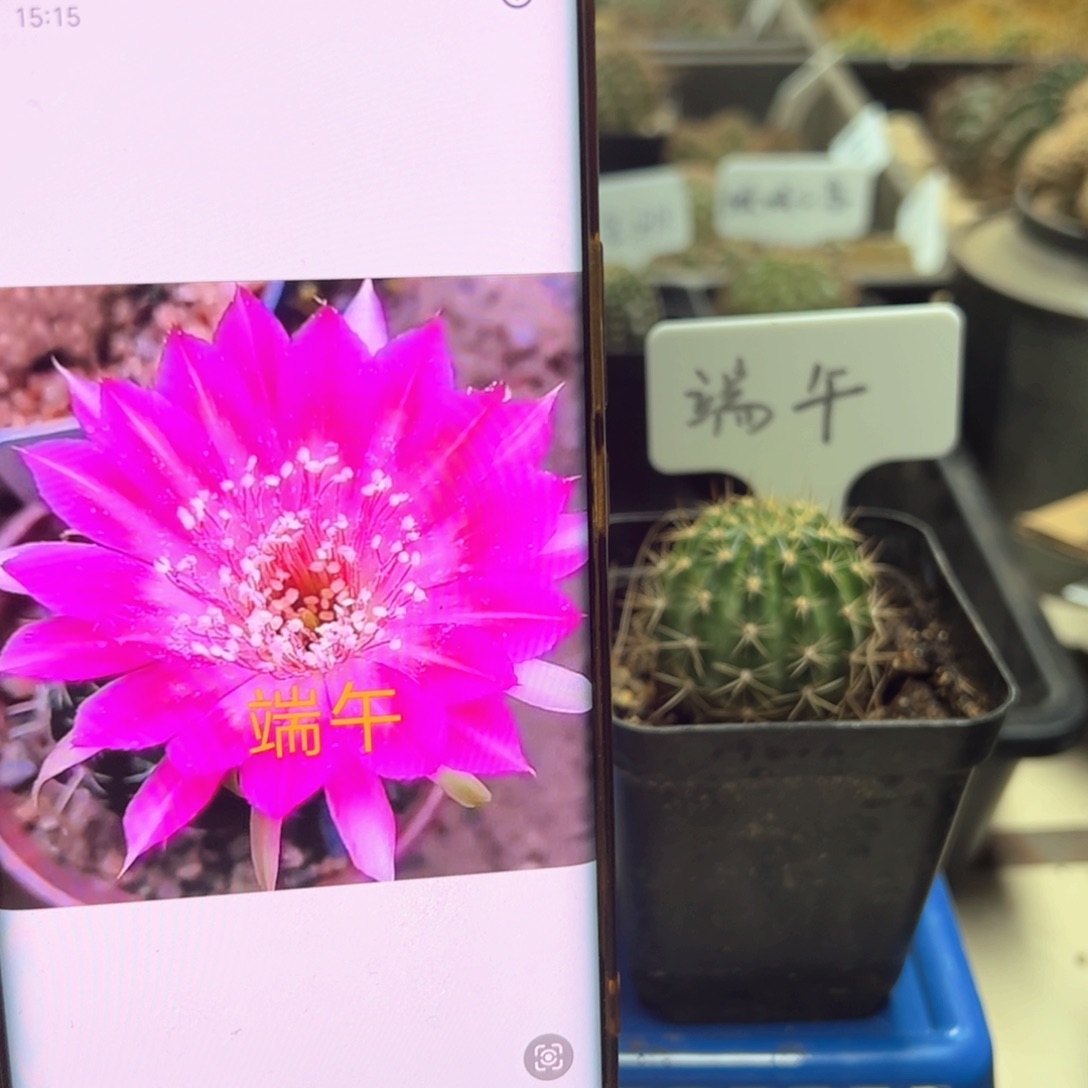端午有根丽花10元