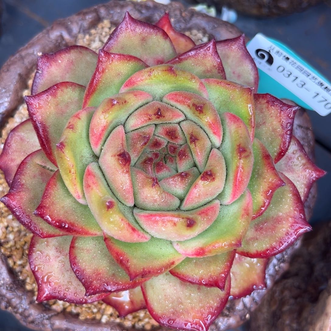 多肉一物一拍0313-170