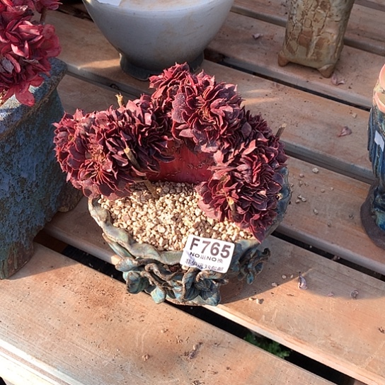 唐***啦蒙娜丽莎缀化765 亏本处理不退不换7-8天发货