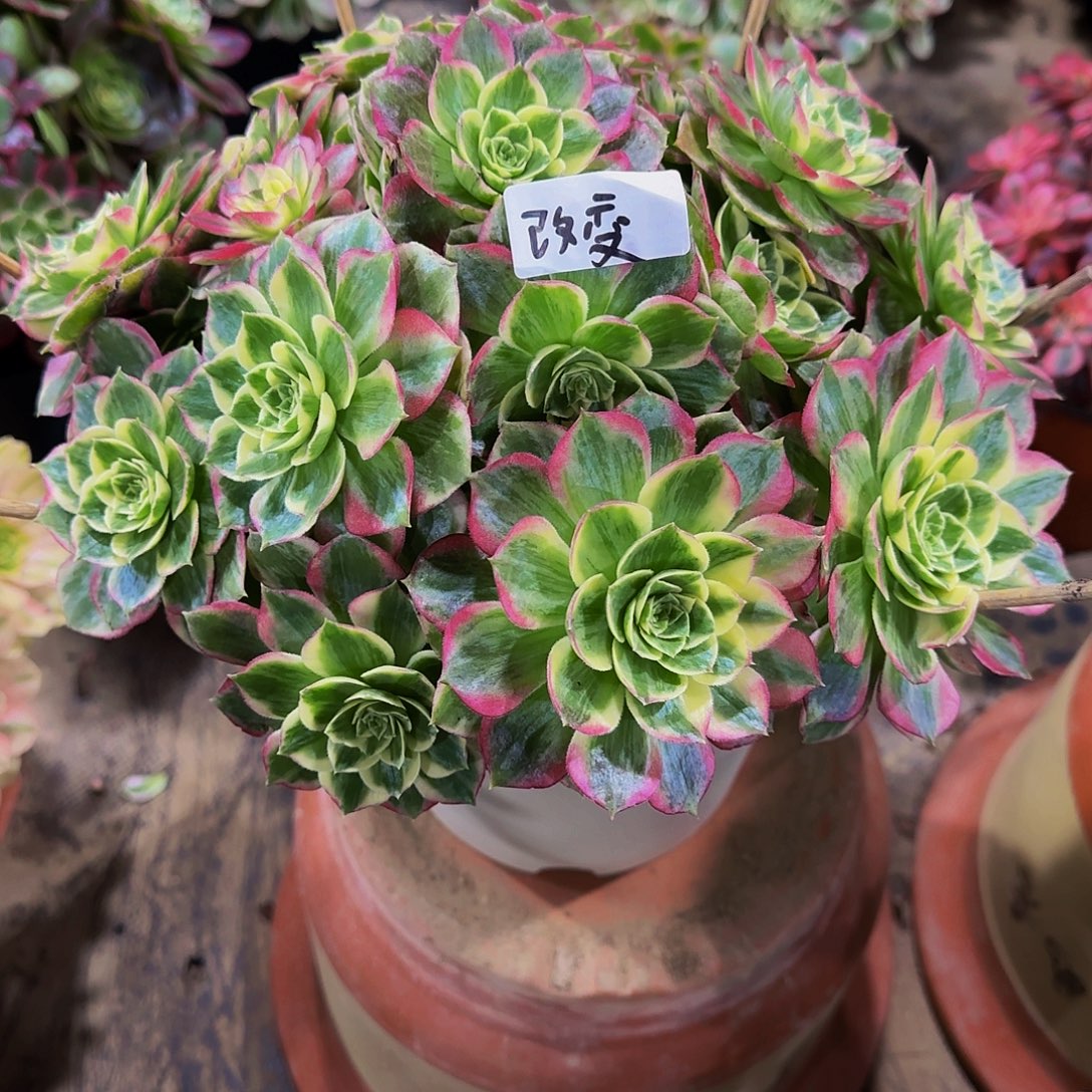 改***变老庄无名氏法师1！