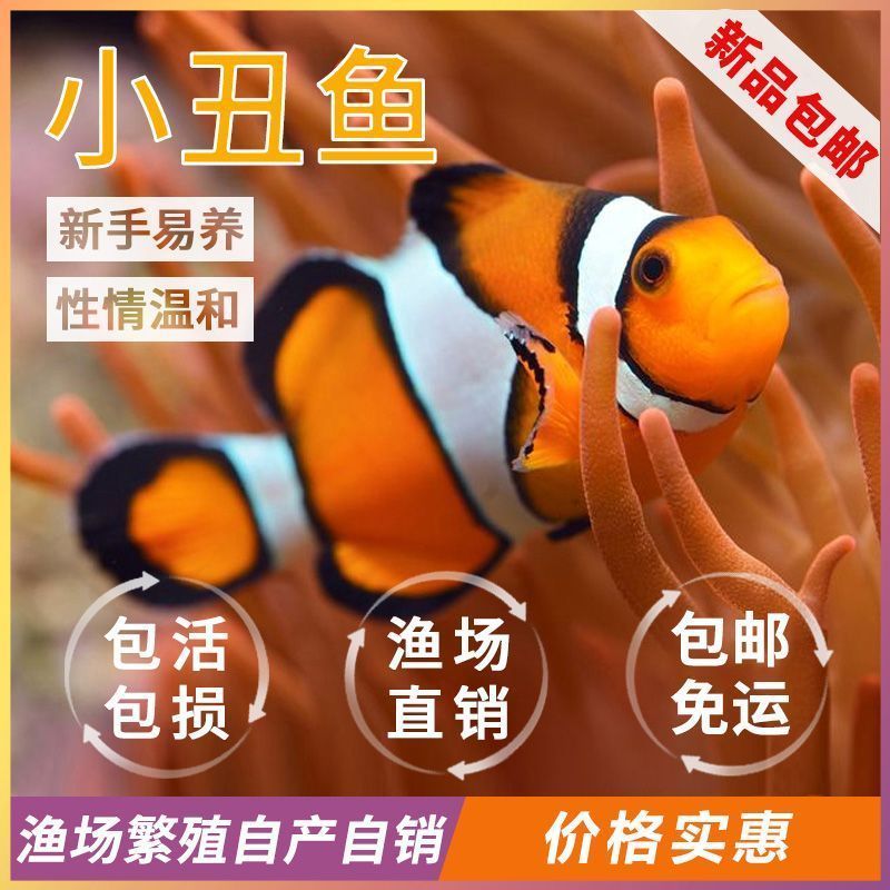 精品公子小丑鱼奥黑小丑鱼海水鱼活鱼