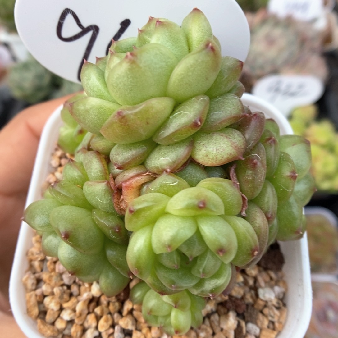 灯泡珍妮群生可拍949号。