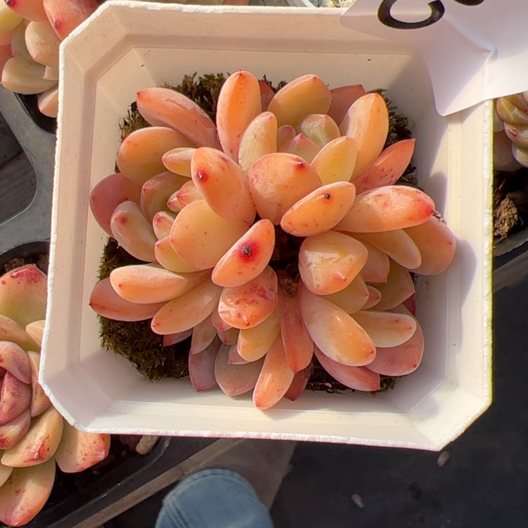 572 满38包邮一物一拍