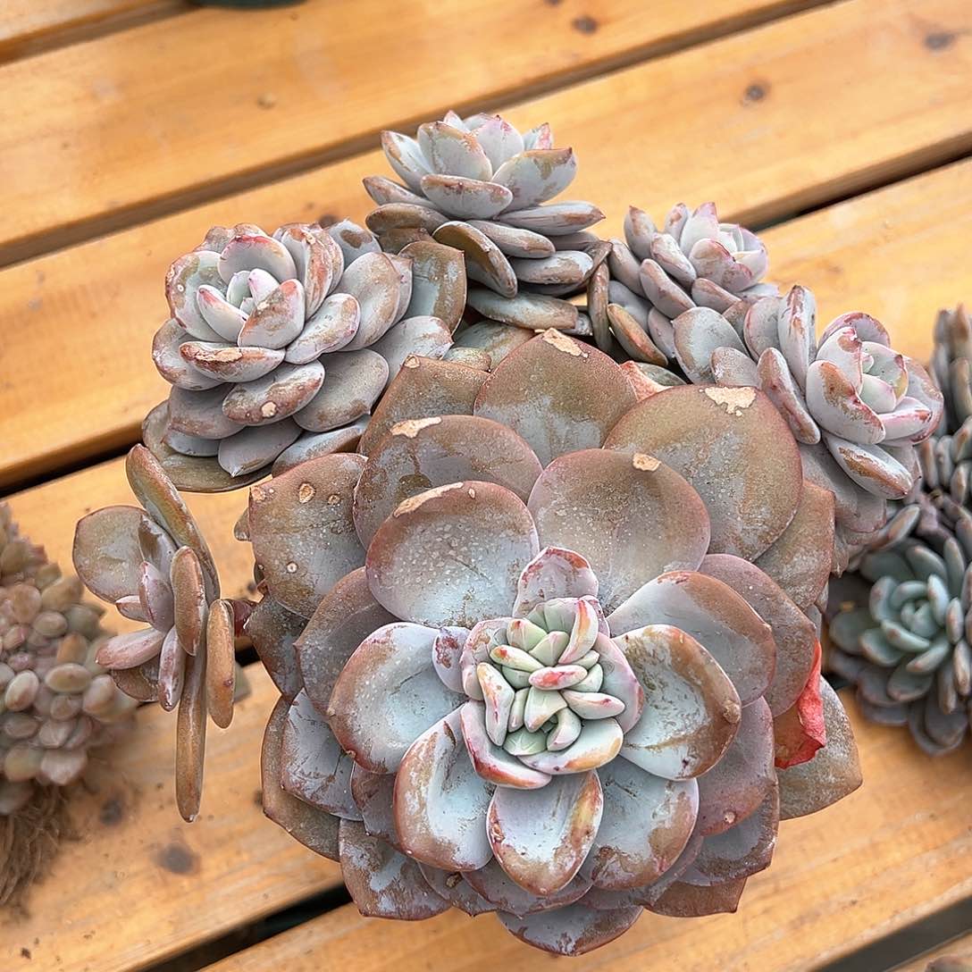 阿娇专拍奶茶多肉无砍