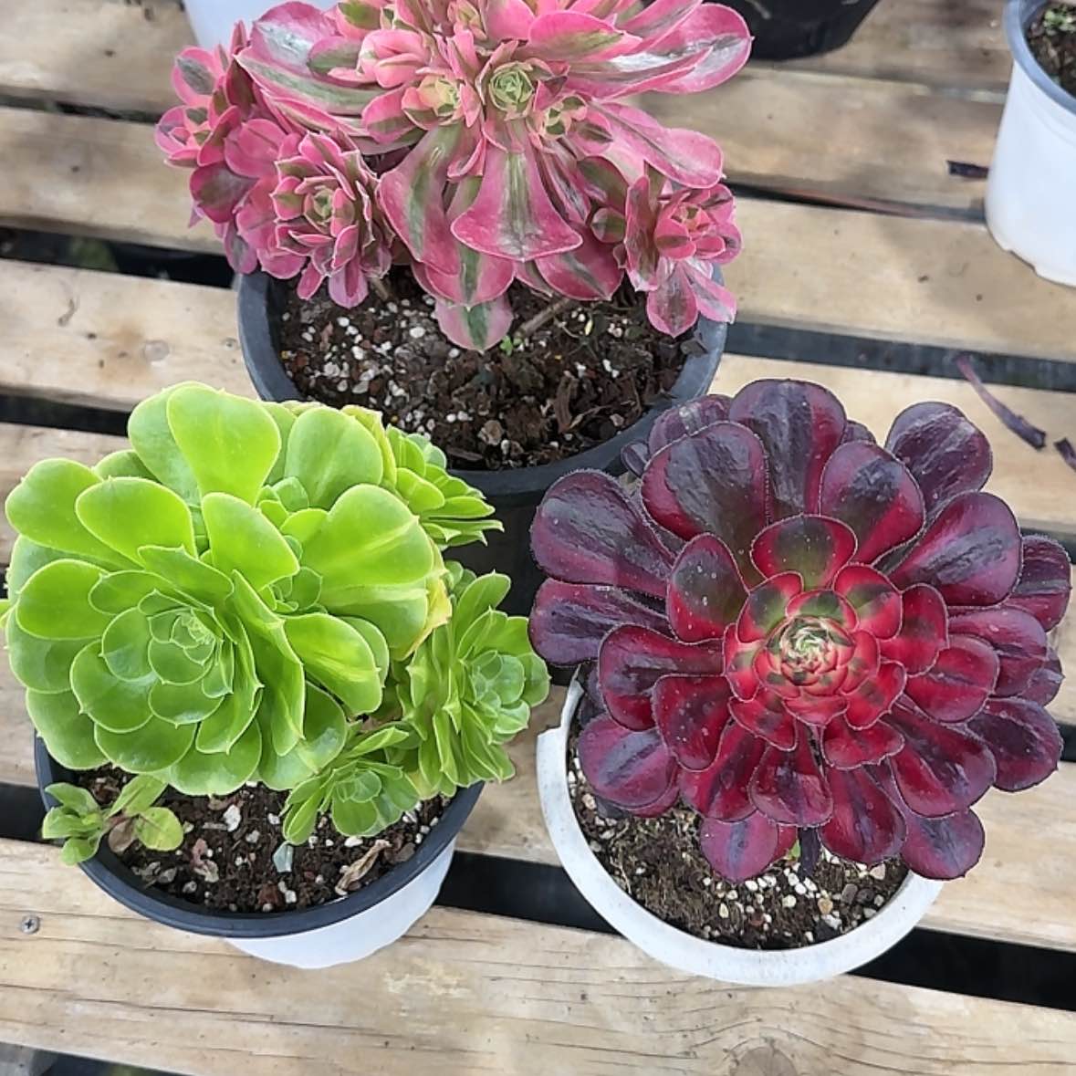 【闪购商品】法师多肉