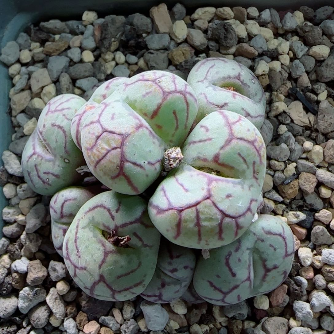 2-6-3-6当天满58包邮13头杂交脱土