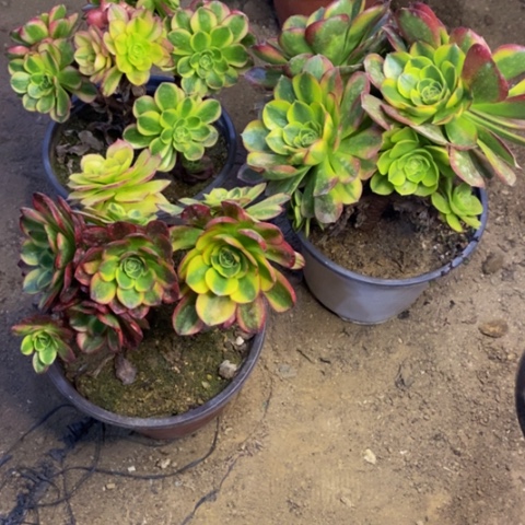 3盆奶白处理不包掉头