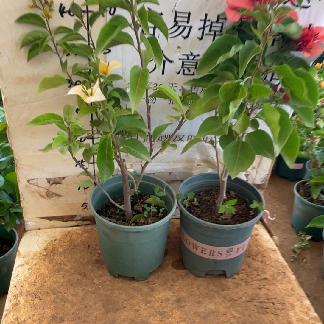 当前无花朵，栽培后可花朵37h2