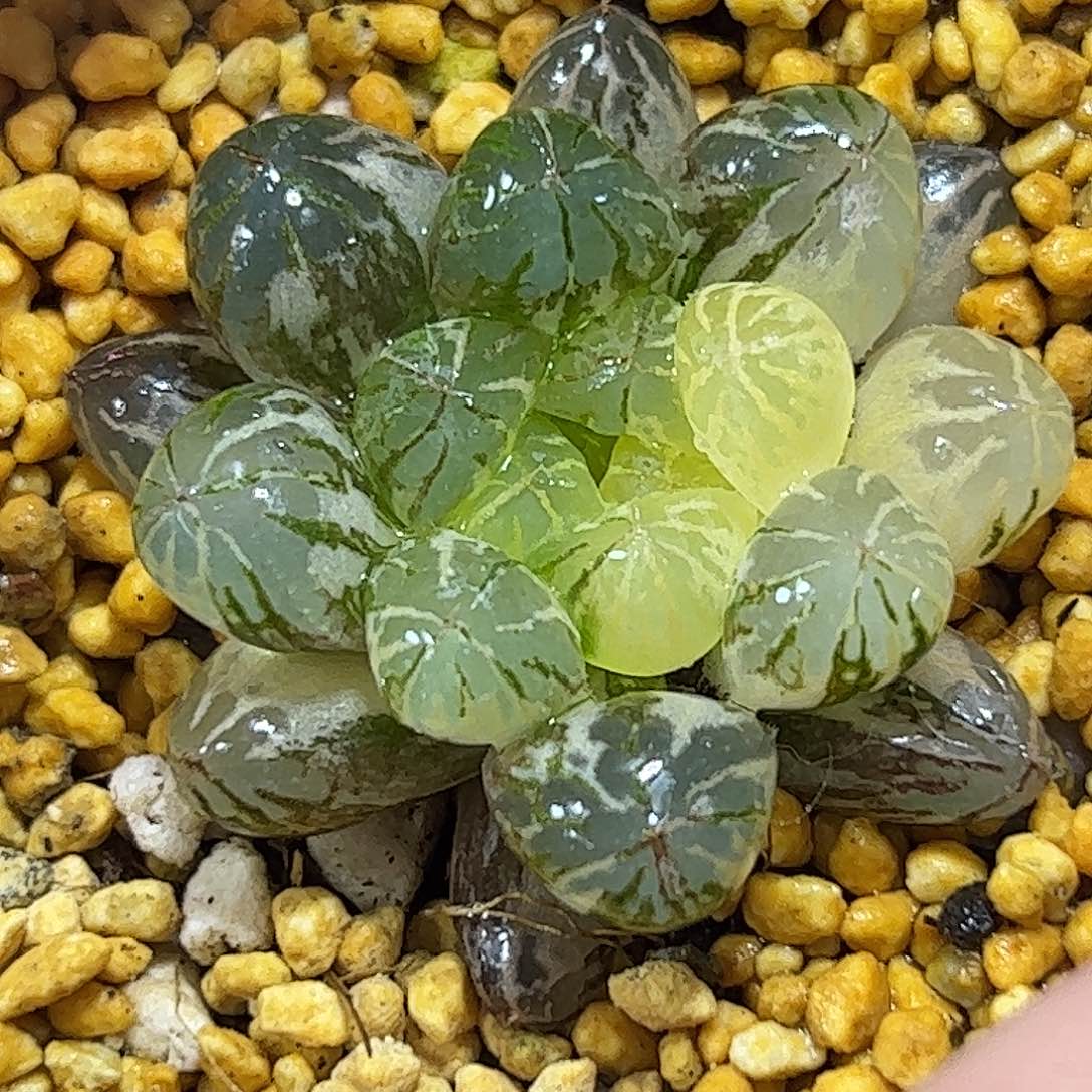 塑料皮锦十二卷多肉