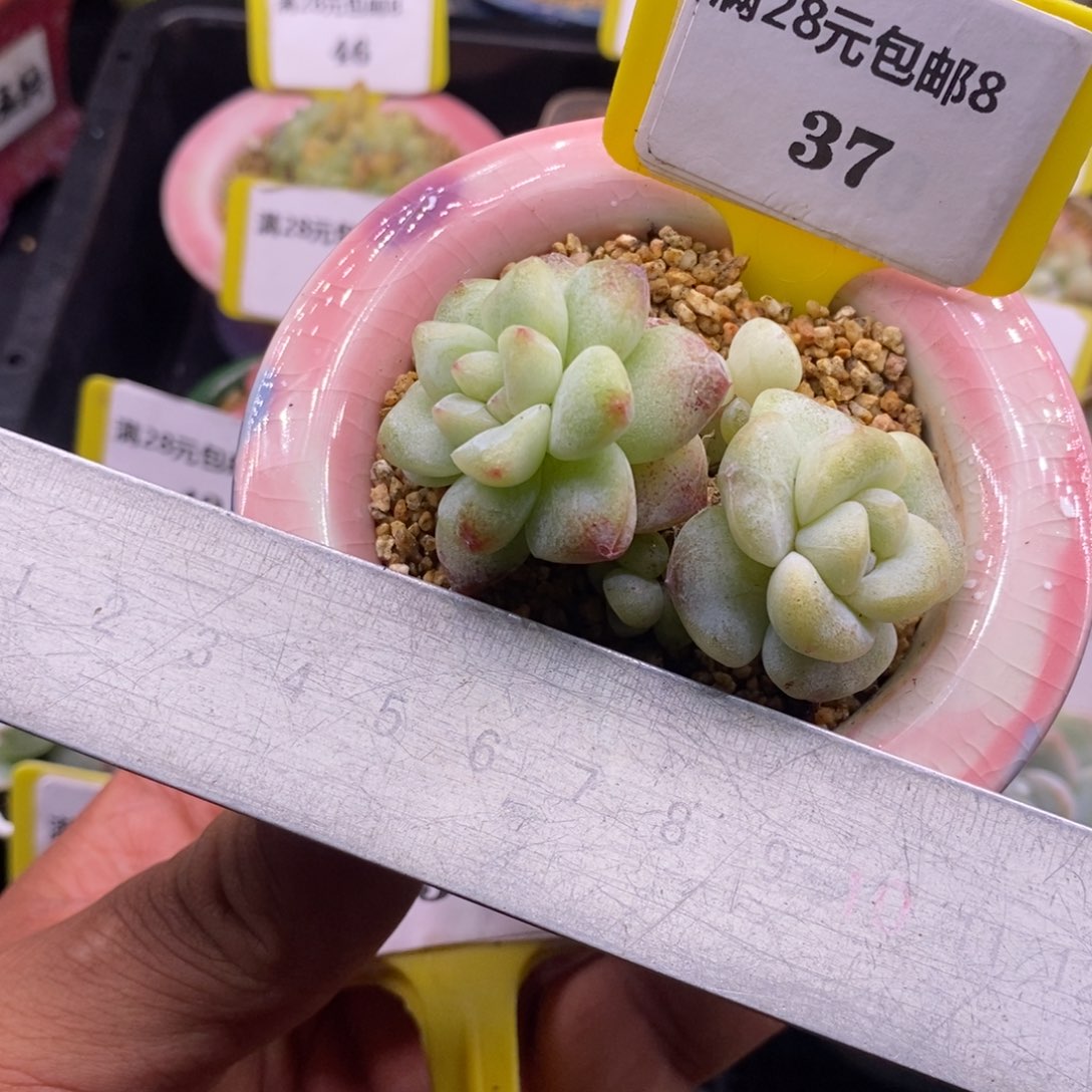 837老桩丸叶，冰玉石化4头多肉