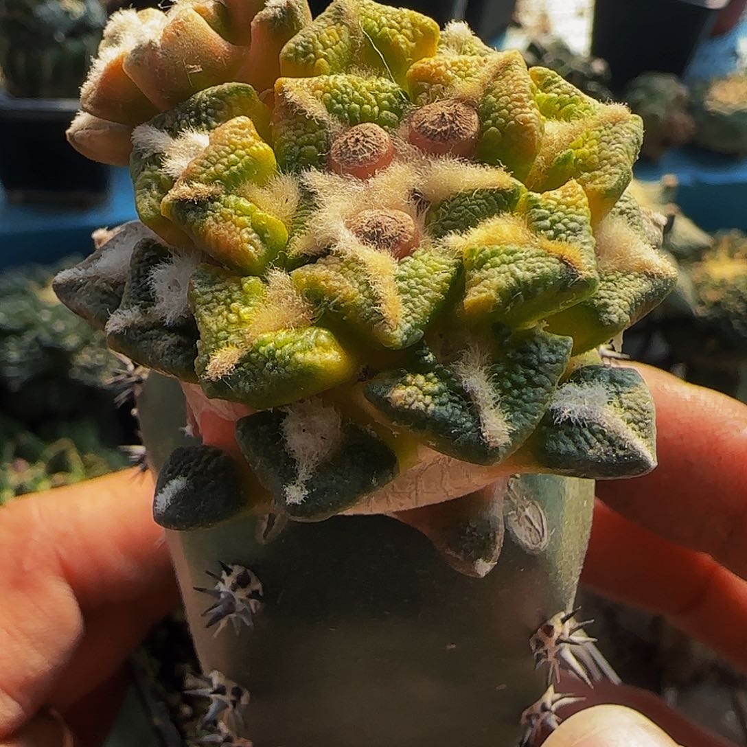 黑牡丹花锦585仙人球