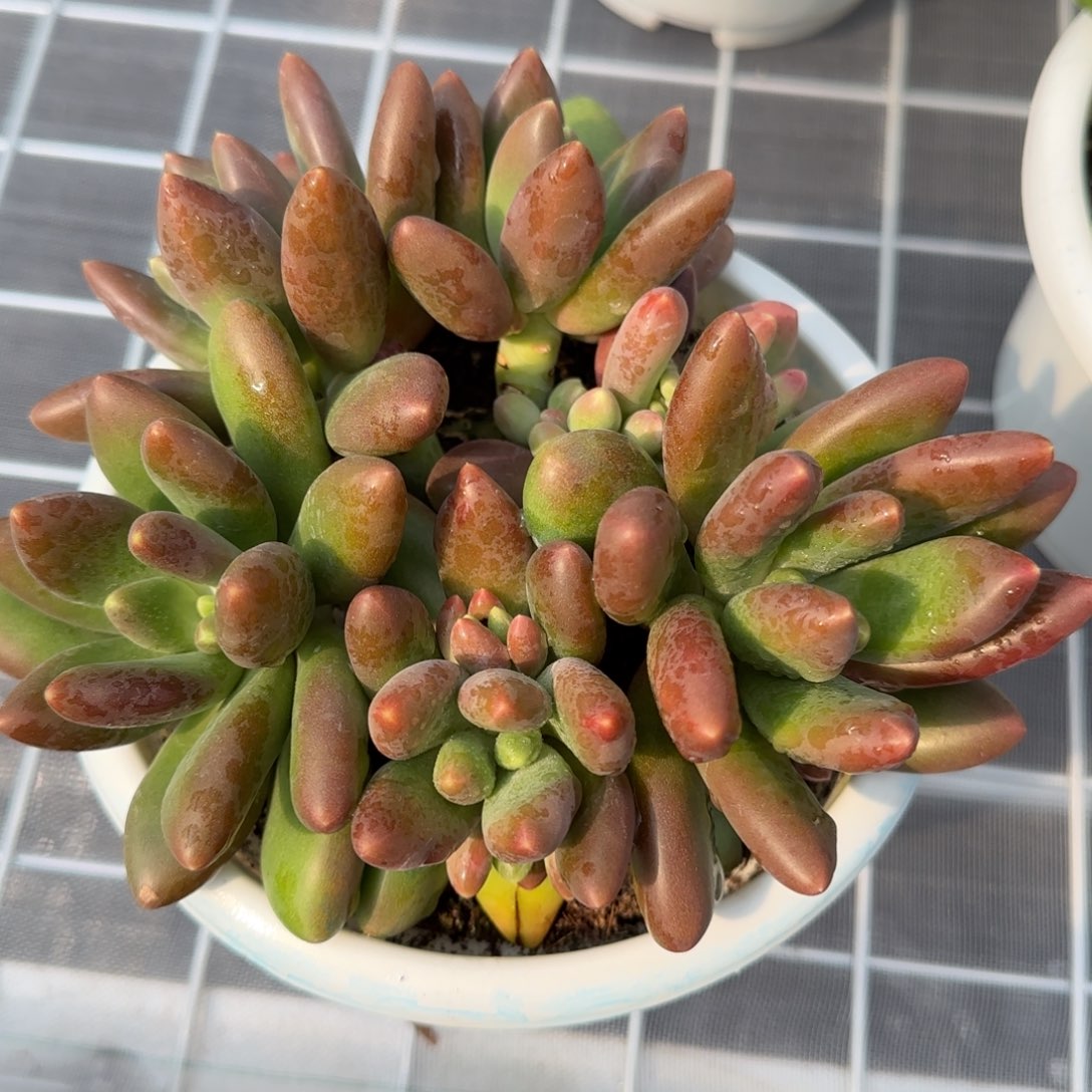 从前慢花园精选多肉芒果奶