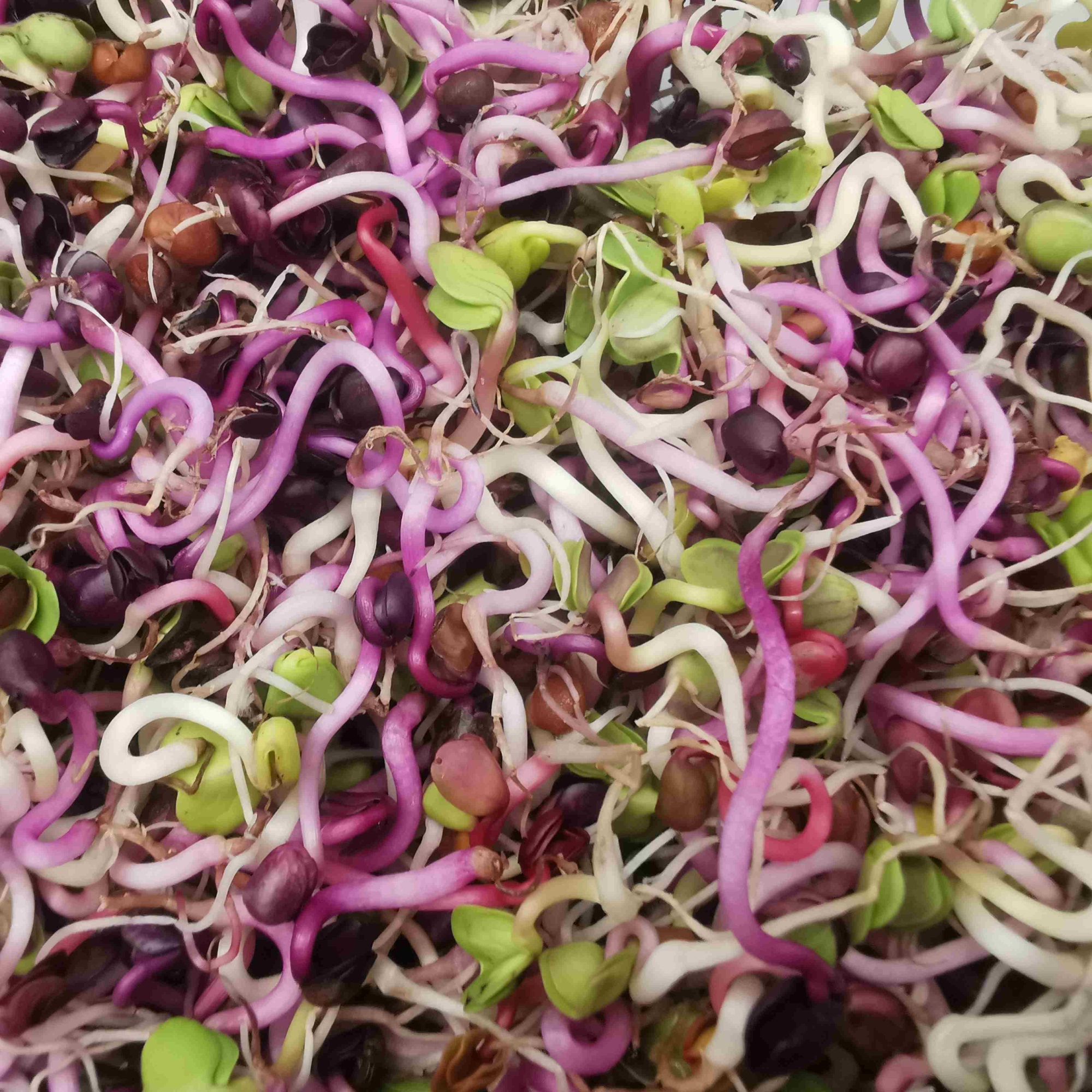 (王海专属)本地新鲜萝卜芽440克 直播间福利