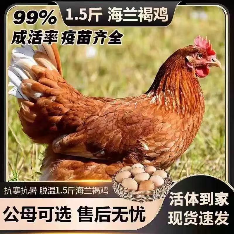 海兰褐五谷喂养整只发货下蛋王
