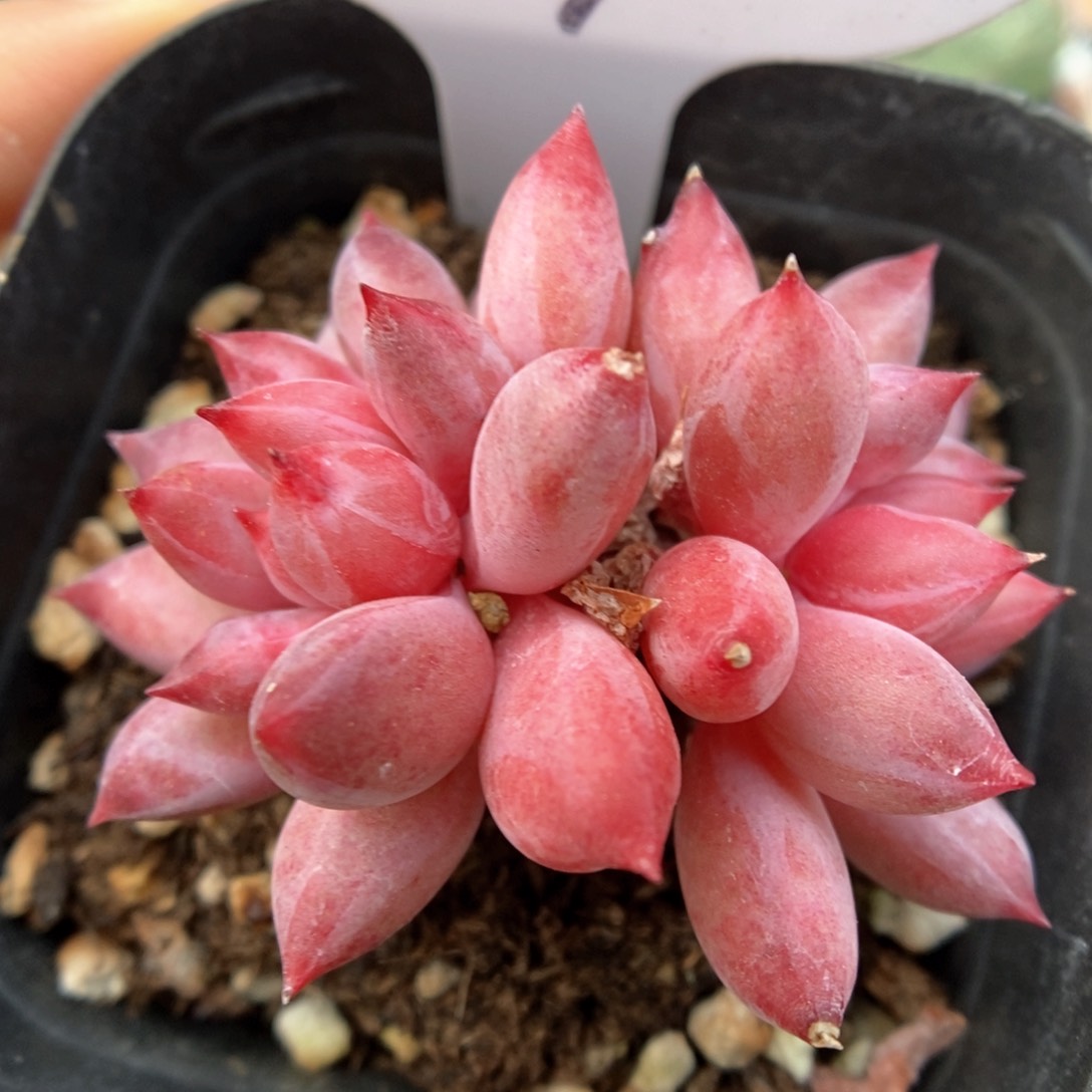 金鱼姬双头可拍567号。