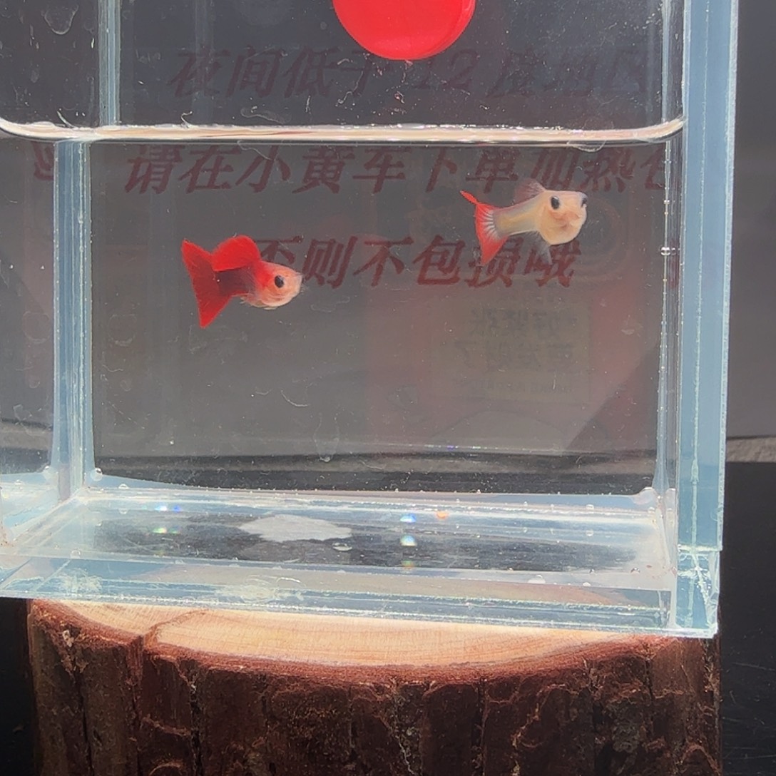 孔雀鱼玻璃猫孔雀鱼29