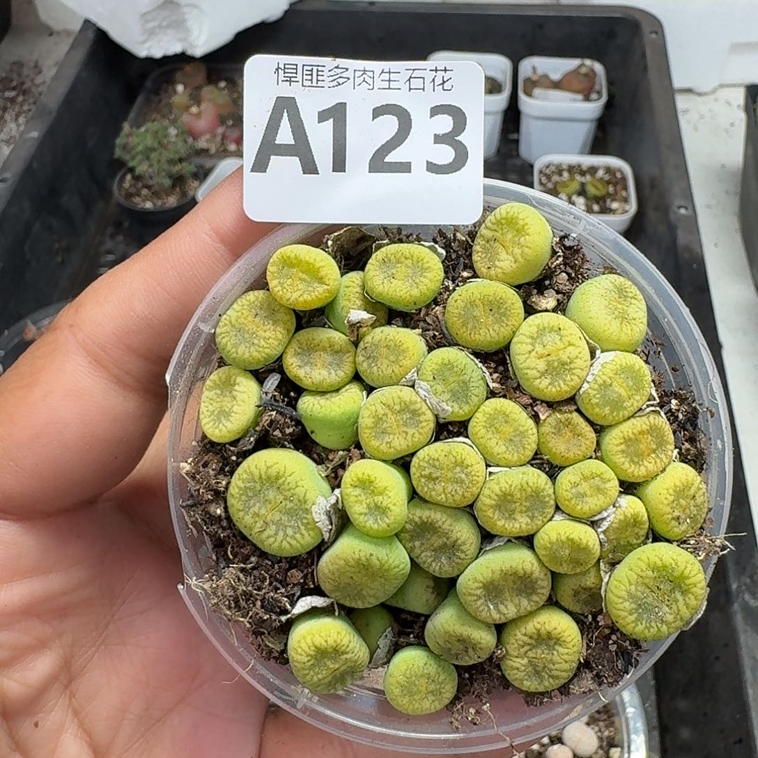 123多肉植物多肉植物