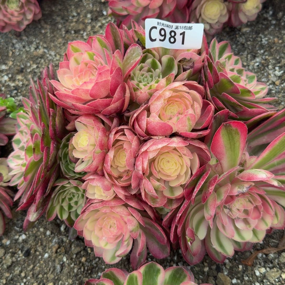 981荔枝。多肉植物