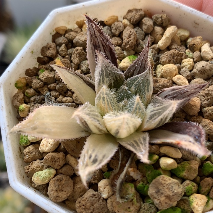 绘卷锦带盆土法国