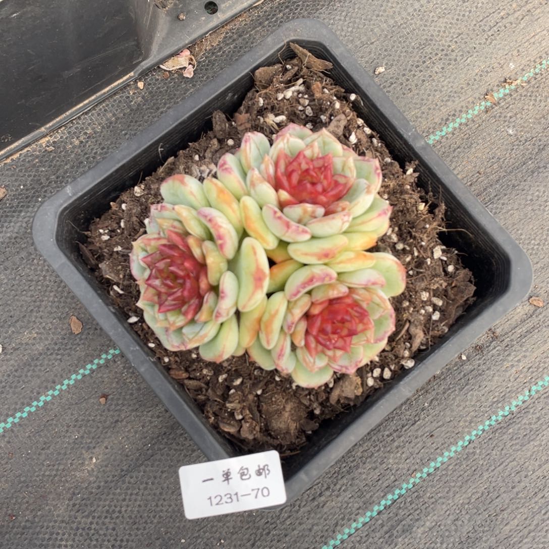 1231-70-长相思。。。。。。