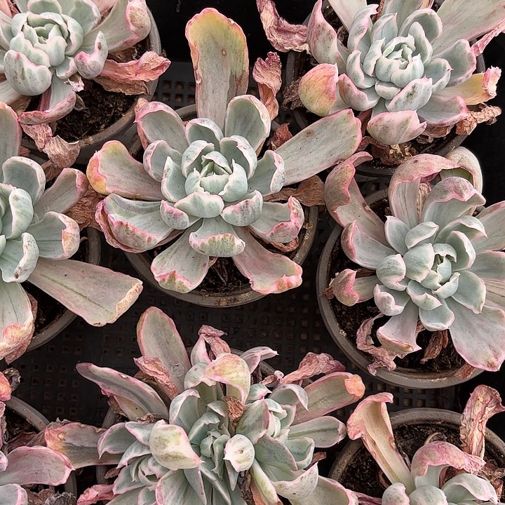 伯克利锦两颗（拍满18包邮）