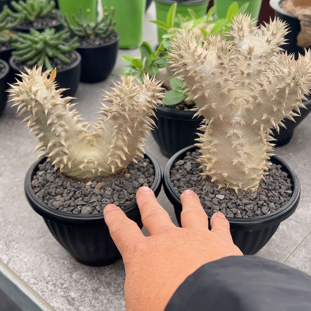 老***尊两棵大黑6666666688888