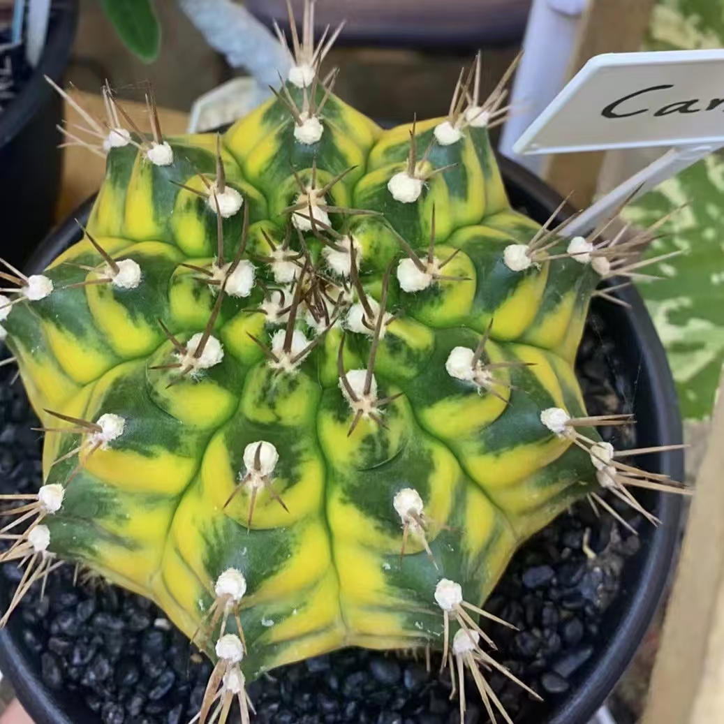 米哈名品侧芽金丝雀