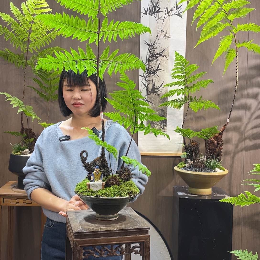 【闪购商品】星***✨蕨类植物