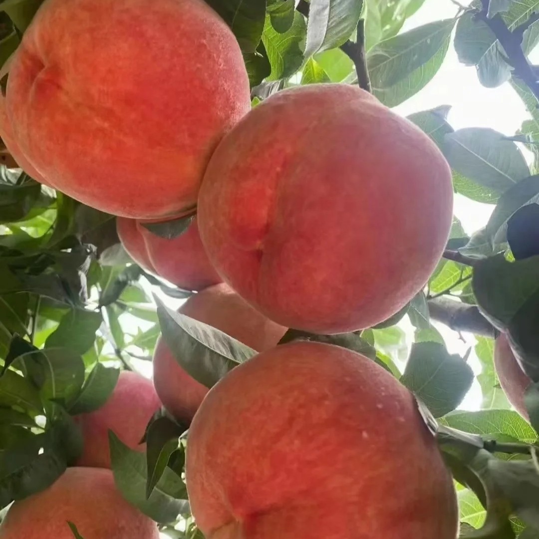 平谷大桃水蜜桃绿化9北京市