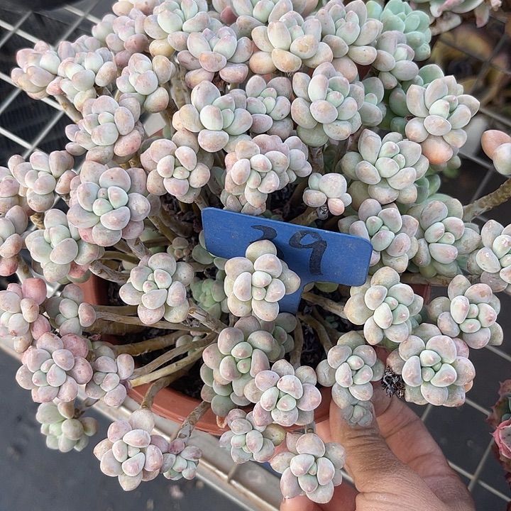 两单包邮，一物一拍39