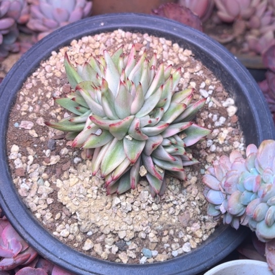 暗*多肉植物的植物