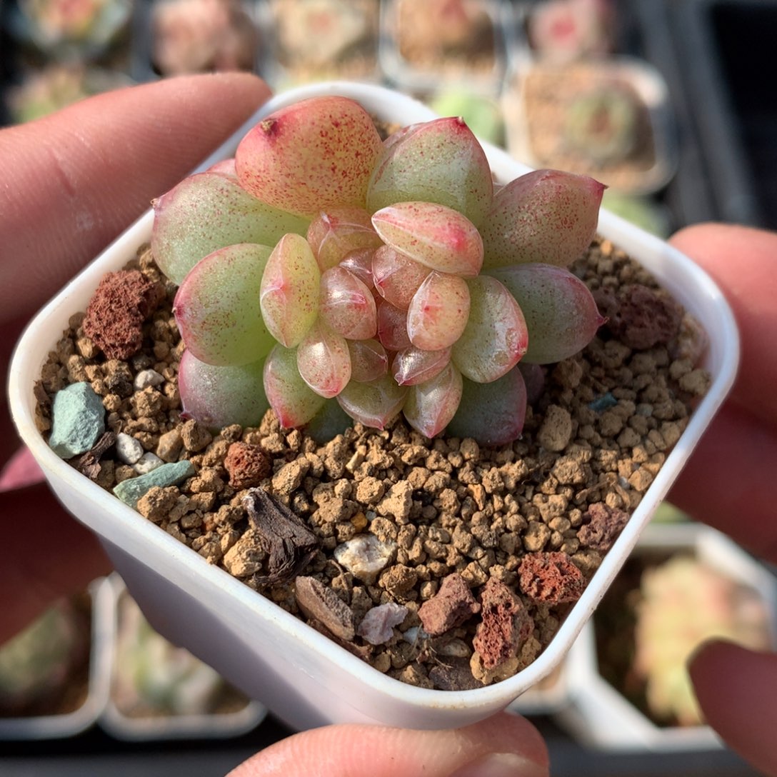 珍妮缀化。      一小点。    8号