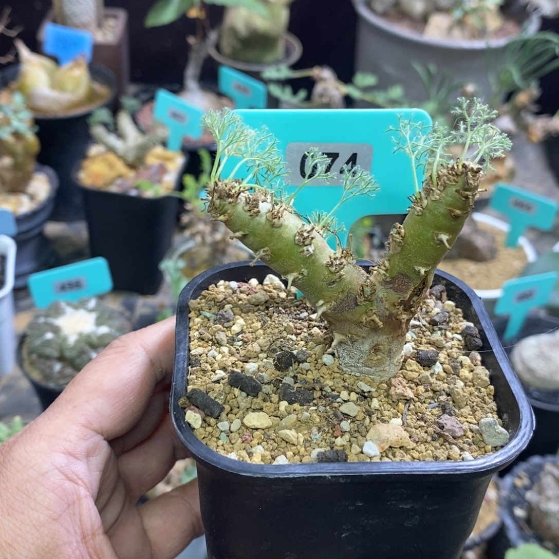 白皮越界多肉植物