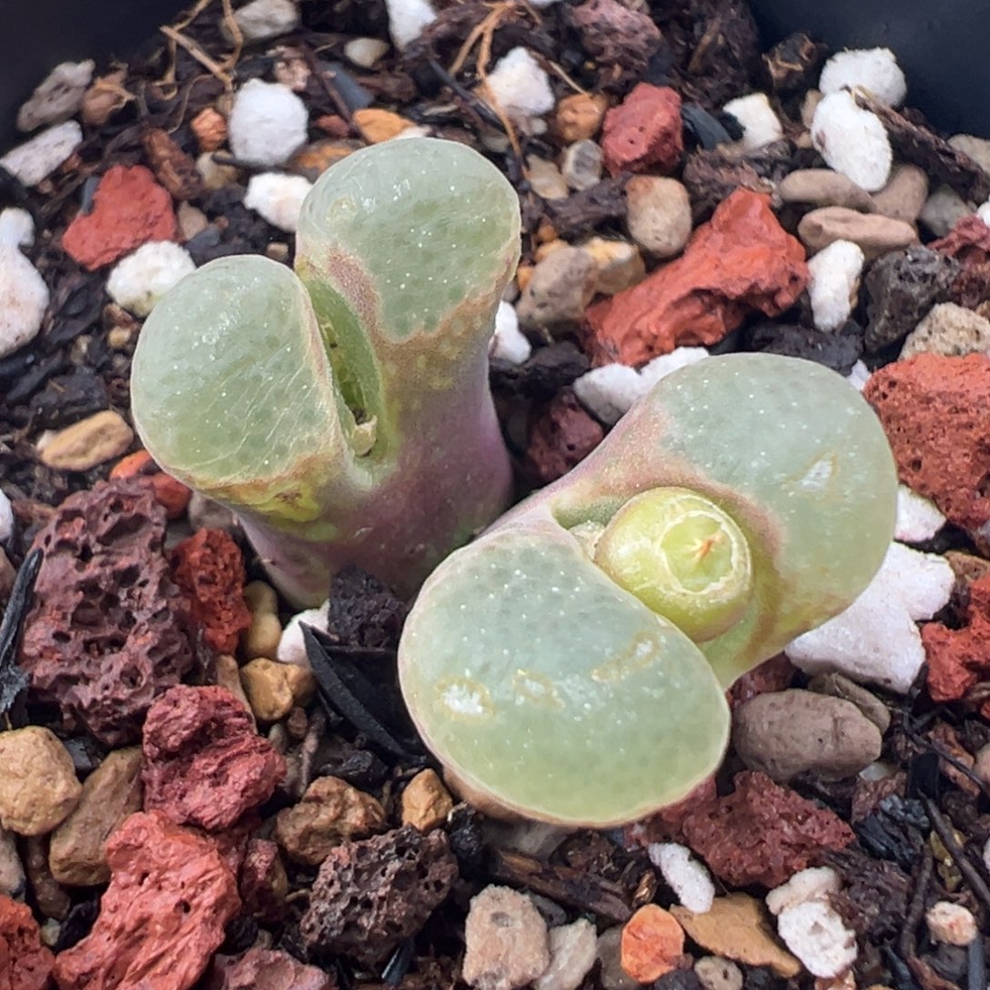 12.5好看的多肉脱土发货196