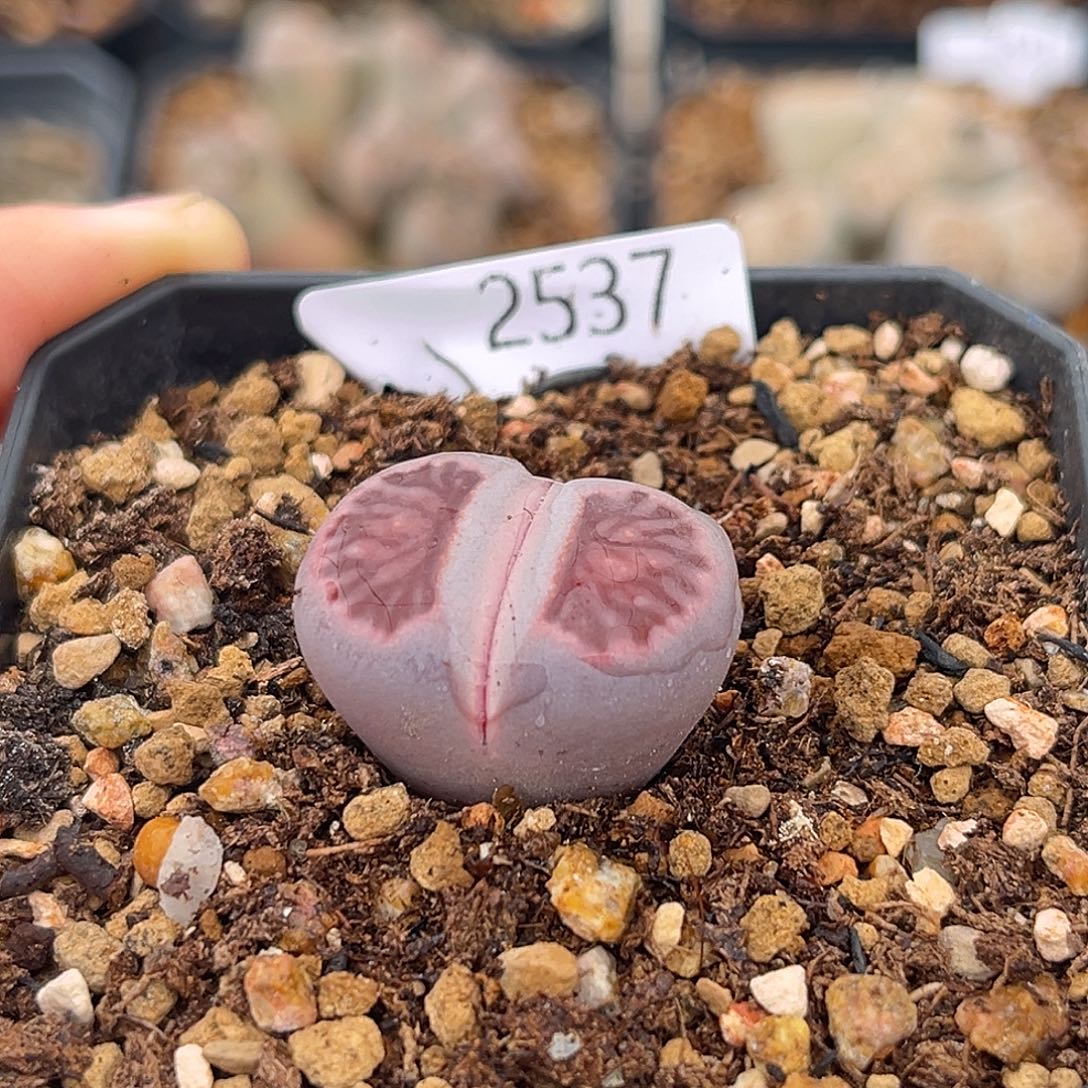 一物一拍紫菊2537