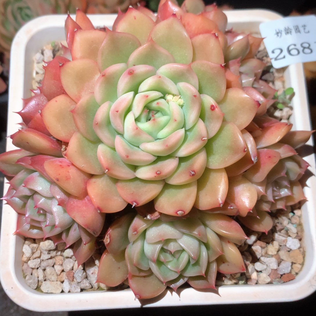 2681杂交多肉植物基地