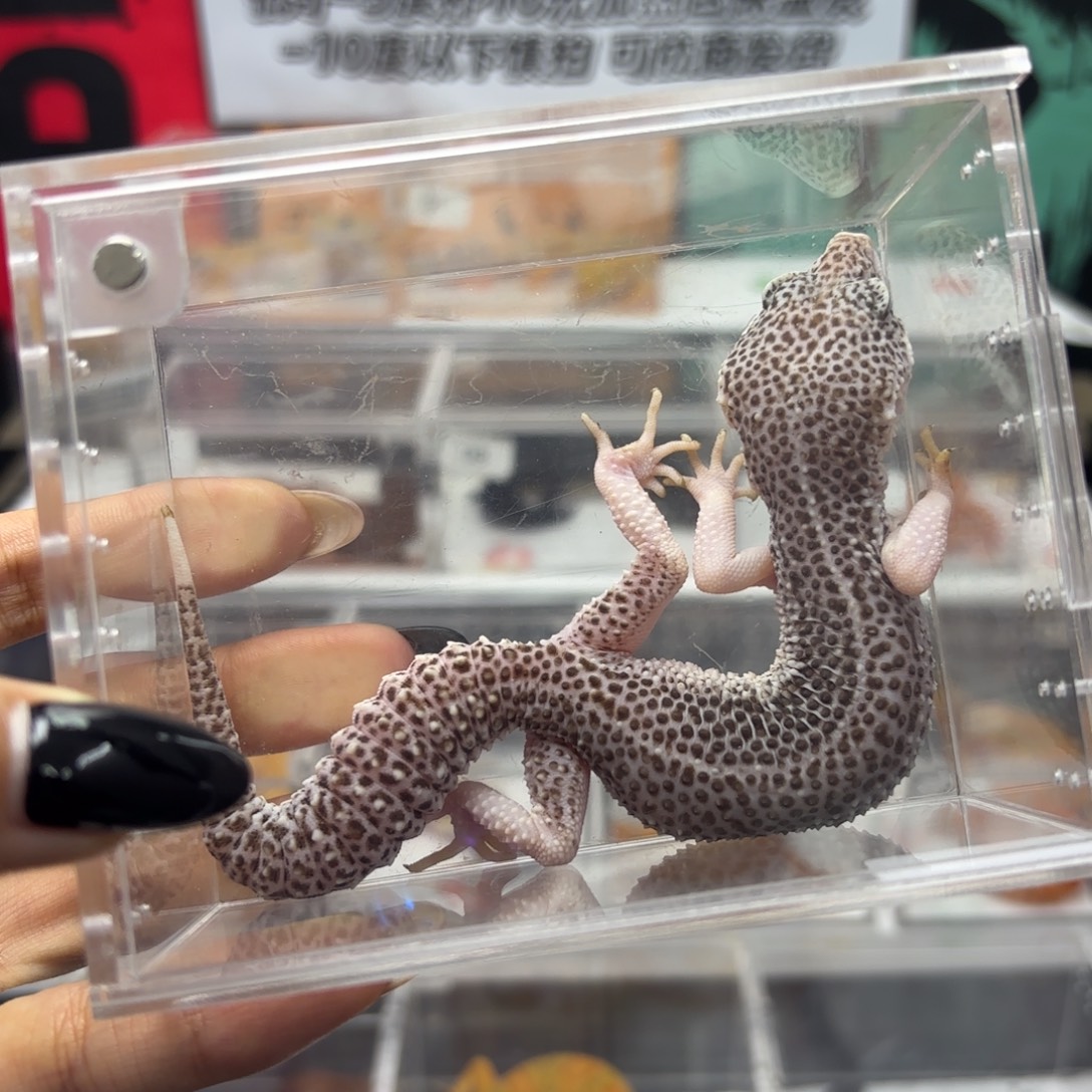 豹纹守宫银河 妹妹 V103