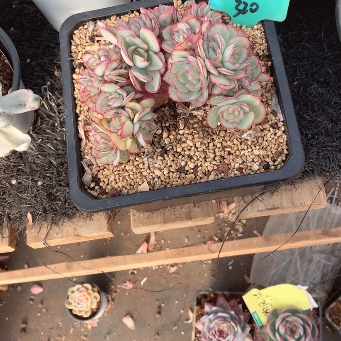 多肉植物牡丹亭缀320