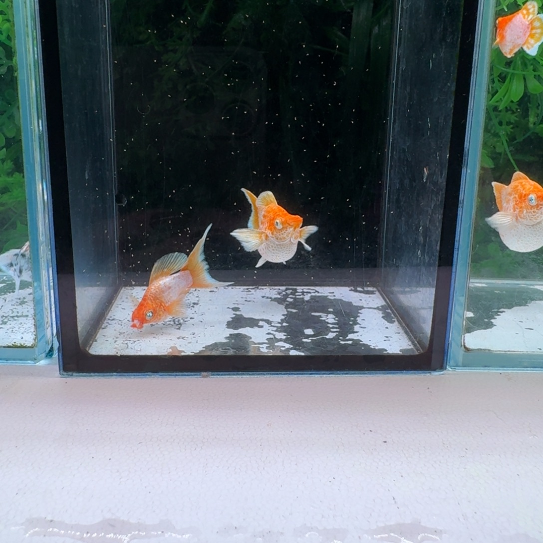 黑玛丽鱼955号玛丽2条