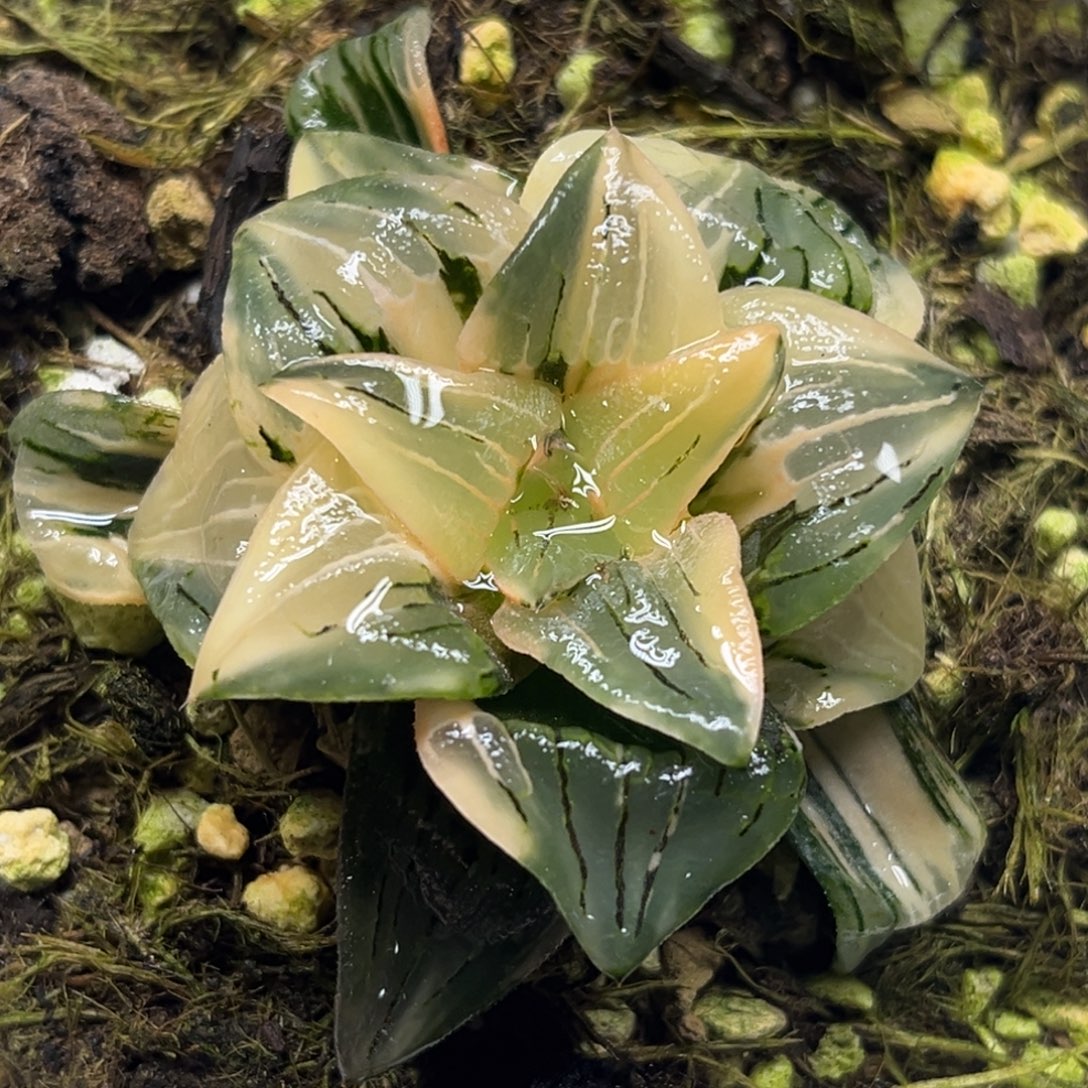 96巨大红纹寿锦福利专场