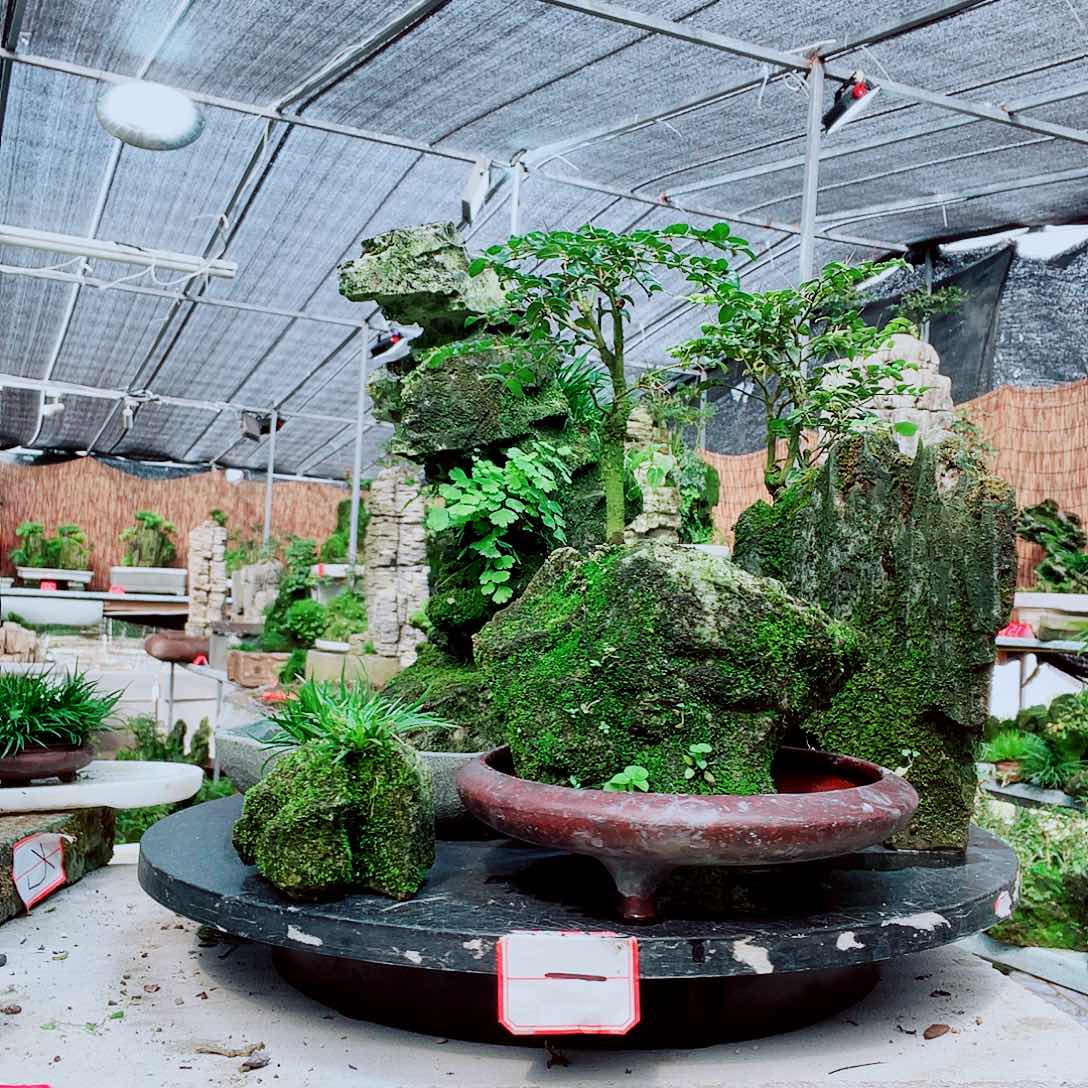 我***下当前无花栽培后可以开花