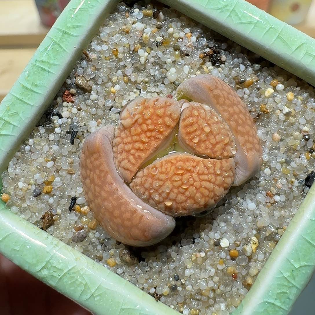 红陶蘑菇945富贵