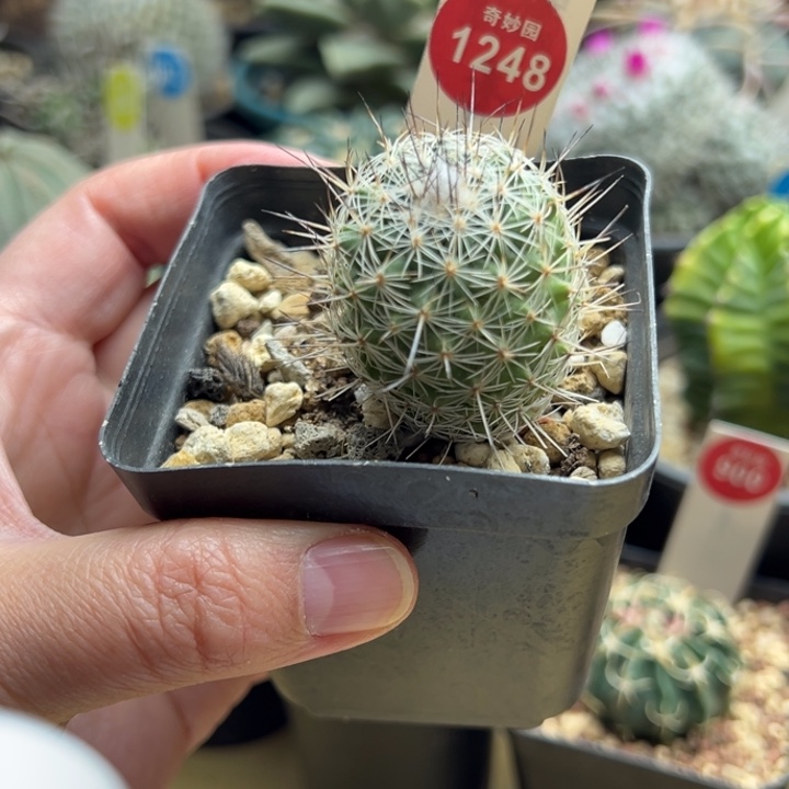 实生仙境娇丽3.2cm一棵仙人球