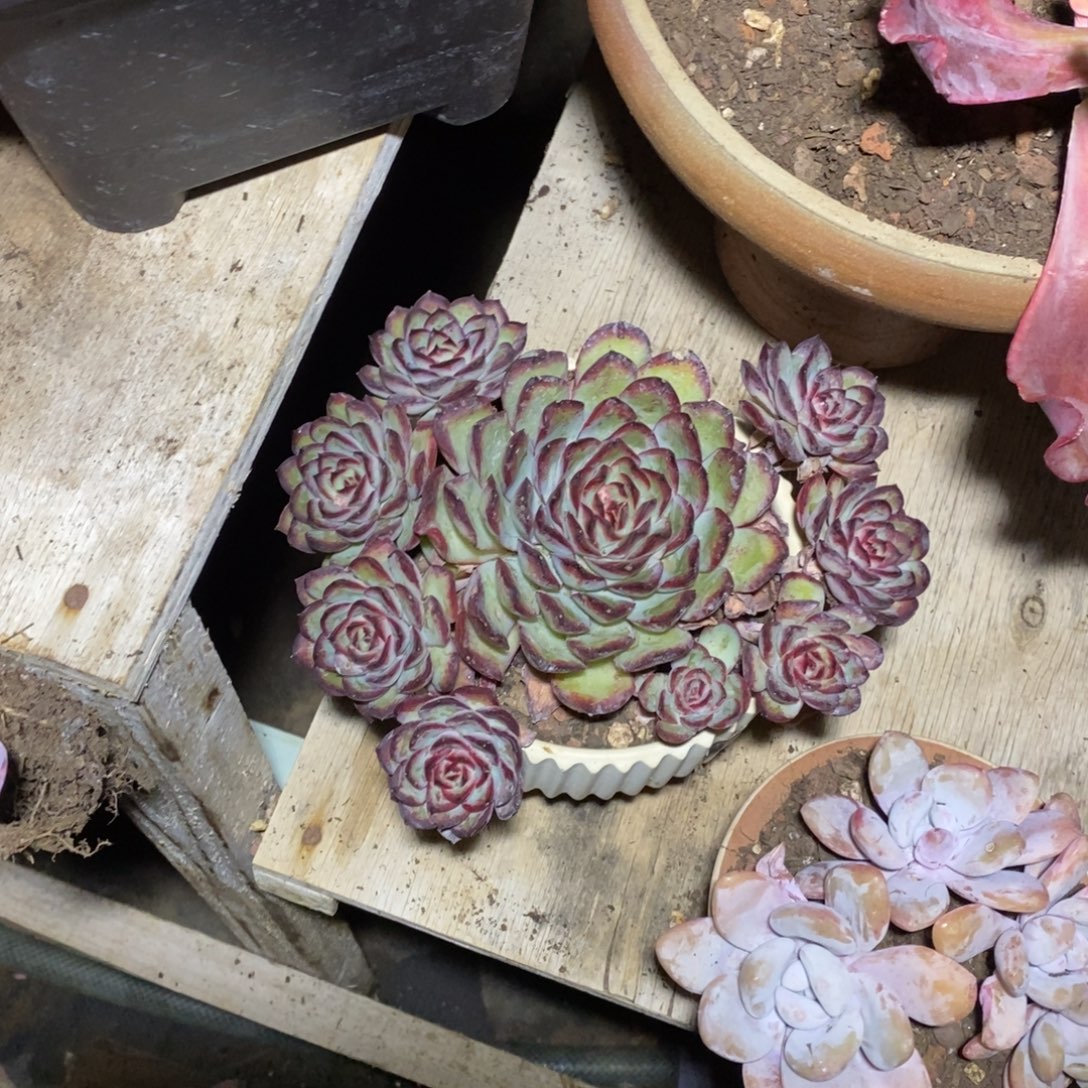 灵隐一物一拍一物一拍