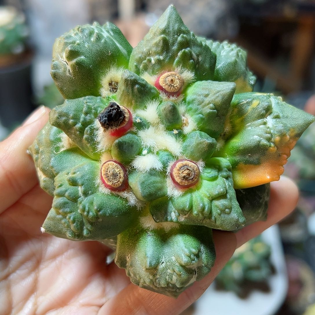 晚17号龟怒带筋无根7.9公分