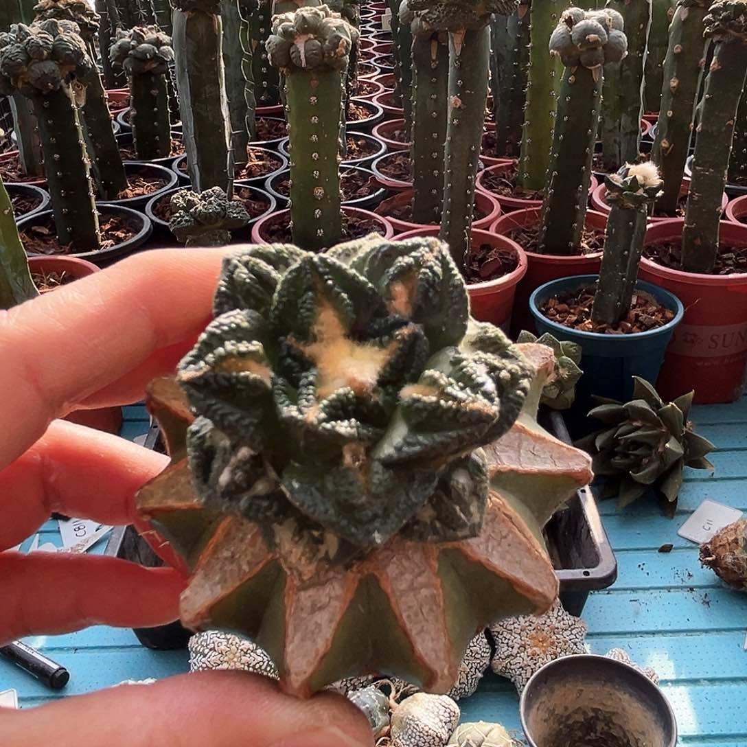 300辛顿牡丹新年快乐mmmm