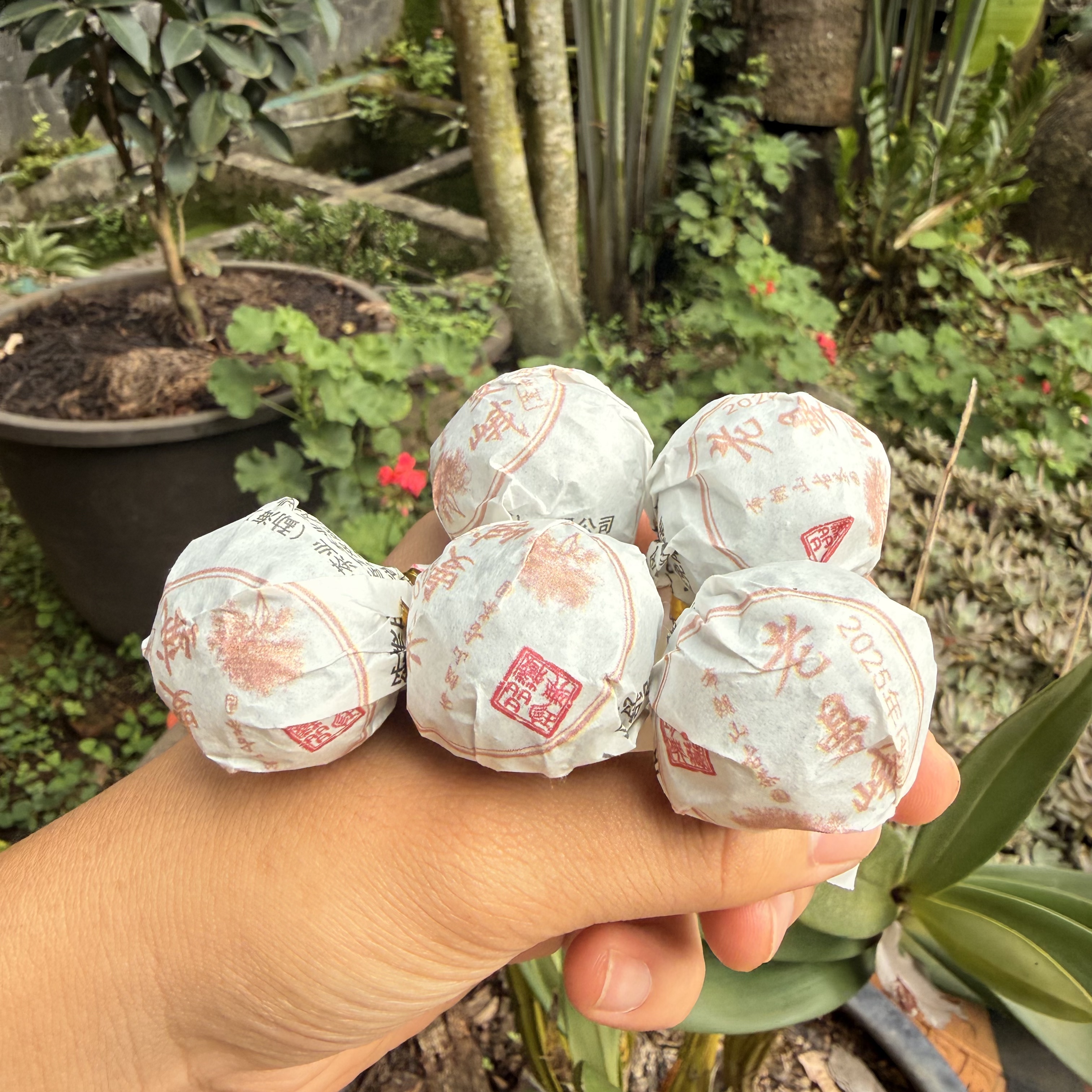 2025年班章五寨老曼峨 头春古树龙珠(生茶）龙珠8克/颗