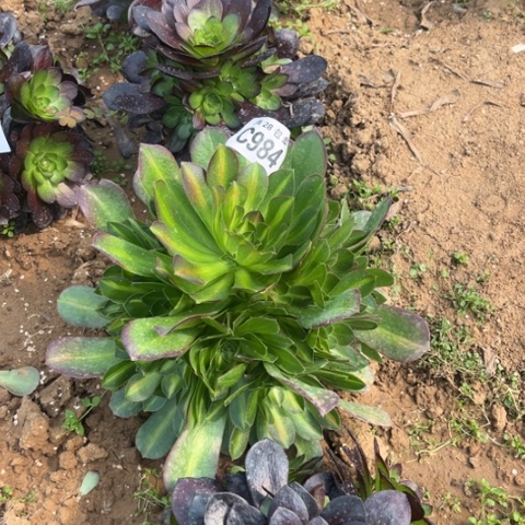 984女巫中班不包断枝