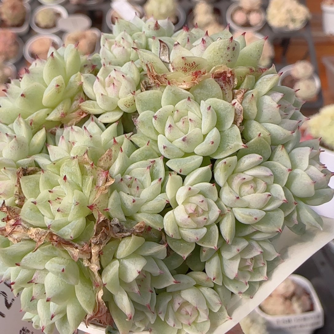 花语多肉1231-172叶伤散魔仙