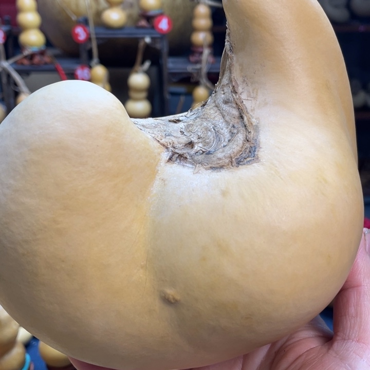 w***p花开的时候就像一朵盛开在树下一样